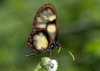 The butterfly Godyris zavaleta matronalis photographed in Ecuador