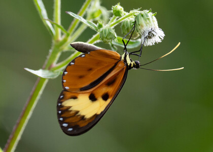 The butterfly Ceratinia tutia poecila photographed in Ecuador