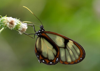 The butterfly Godyris zavaleta matronalis photographed in Comunidad Apuya,Ecuador