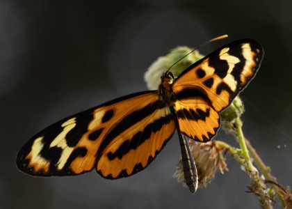 The butterfly Mechanitis polymnia eurydice photographed in Ecuador