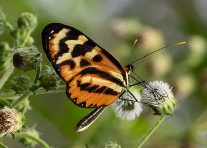 The butterfly Mechanitis polymnia eurydice photographed in Ecuador