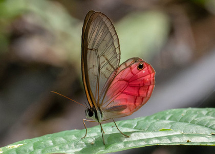 The butterfly Cithaerias cliftoni photographed in Ecuador