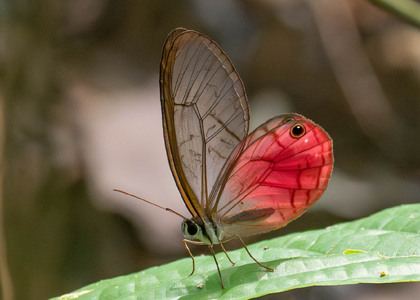 The butterfly Cithaerias aurora aurora photographed in Ecuador