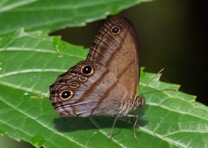The butterfly Amiga arnaca photographed in Ecuador