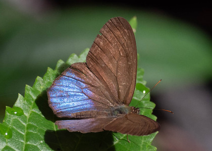 The butterfly Amiga arnaca photographed in Ecuador