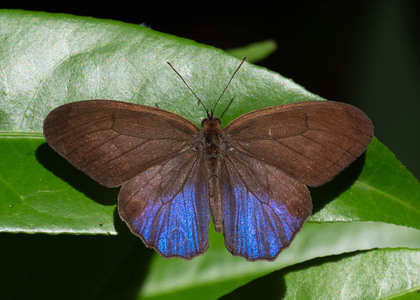 The butterfly Amiga arnaca photographed in Ecuador
