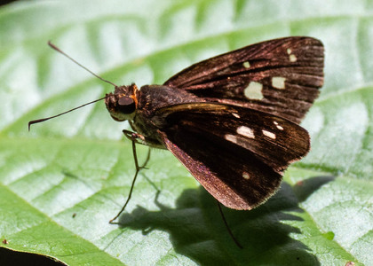 The butterfly Justinia phaetusa photographed in Ecuador