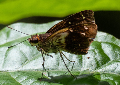 The butterfly Justinia phaetusa photographed in Ecuador