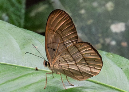 The butterfly Pierella hortona hortona photographed in Ecuador