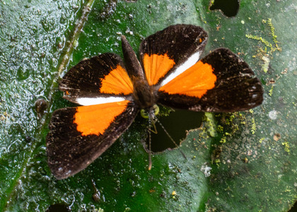 The butterfly Cariomothis erythromelas erythromelas photographed in Ecuador