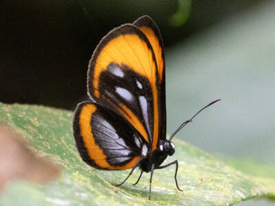 The butterfly Ithomeis aurantiaca mimica photographed in Ecuador