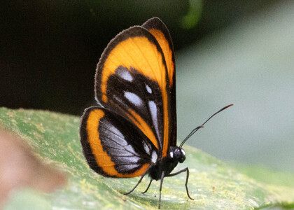 The butterfly Ithomeis aurantiaca mimica photographed in Ecuador