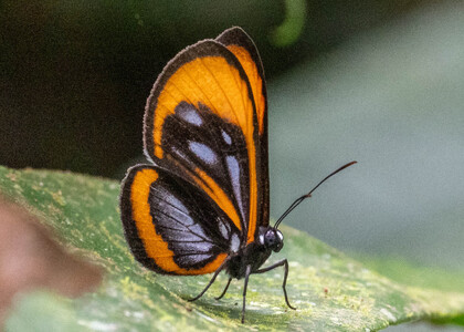 The butterfly Ithomeis aurantiaca mimica photographed in Comunidad Apuya,Ecuador