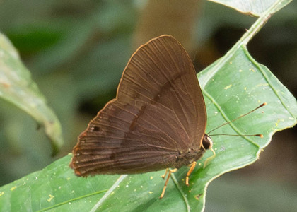 The butterfly Marmessus extensa photographed in Ecuador