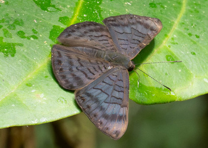 The butterfly Emesis spreta photographed in Comunidad Apuya,Ecuador