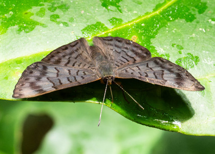 The butterfly Emesis cf. spreta photographed in Comunidad Apuya,Ecuador