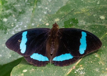 The butterfly Nessaea hewitsonii photographed in Comunidad Apuya,Ecuador