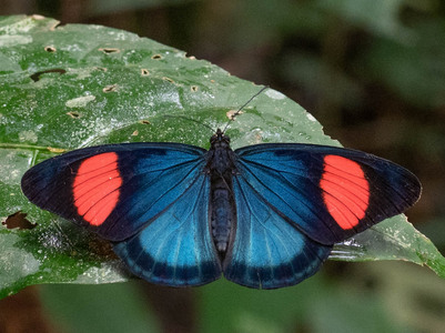 The butterfly Batesia hypochlora photographed in Ecuador