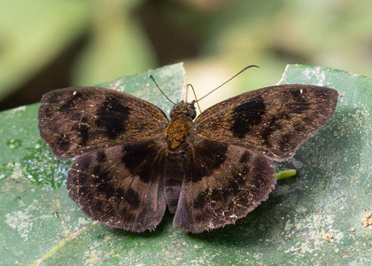 The butterfly Santa trifasciatus photographed in Comunidad Apuya,Ecuador