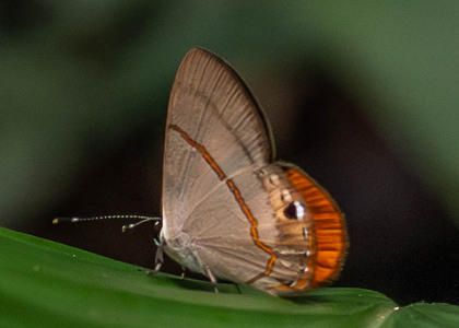 The butterfly Myselasia crinon photographed in Ecuador