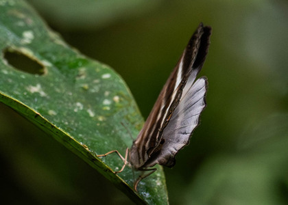 The butterfly Pareuptychia ocirrhoe photographed in Ecuador