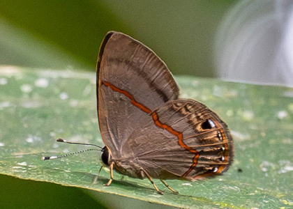 The butterfly Myselasia crinon photographed in Ecuador
