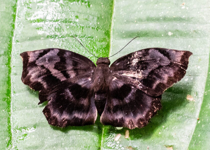 The butterfly Achlyodes busirus heros photographed in Comunidad Apuya,South America
