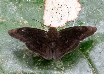 The butterfly Aethilla echina echina photographed in Ecuador