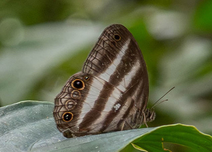 The butterfly Pareuptychia ocirrhoe photographed in Ecuador
