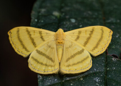 The butterfly Astraeodes areuta photographed in Comunidad Apuya,Ecuador
