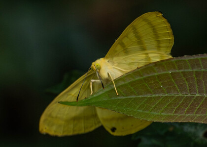 The butterfly Astraeodes areuta photographed in Ecuador