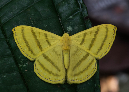 The butterfly Astraeodes areuta photographed in Ecuador