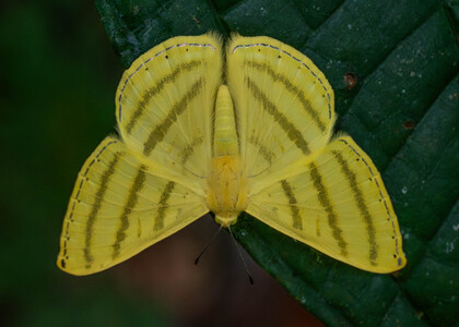 The butterfly Astraeodes areuta photographed in Ecuador
