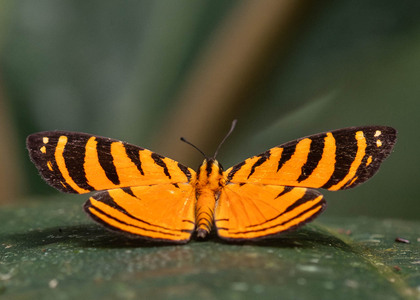 The butterfly Hyphilaria parthenis photographed in Comunidad Apuya,Ecuador