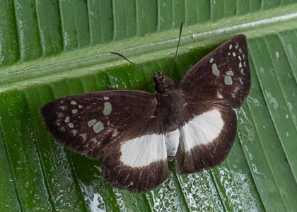 The butterfly Milanion pilumnus photographed in Comunidad Apuya,Ecuador