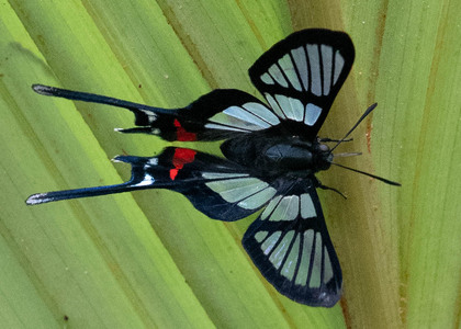 The butterfly Chorinea batesii photographed in Ecuador