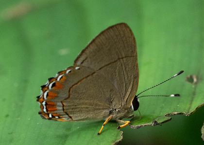 The butterfly Pelolasia pelor/pellonia photographed in Ecuador