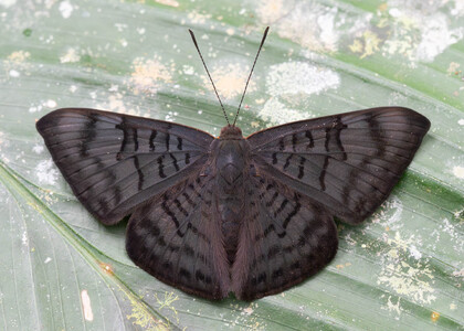 The butterfly Emesis spreta photographed in Ecuador