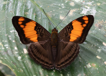The butterfly Adelpha mesentina photographed in Comunidad Apuya,Ecuador