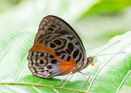 The butterfly Eunica sophonisba agele photographed in Comunidad Apuya,Ecuador