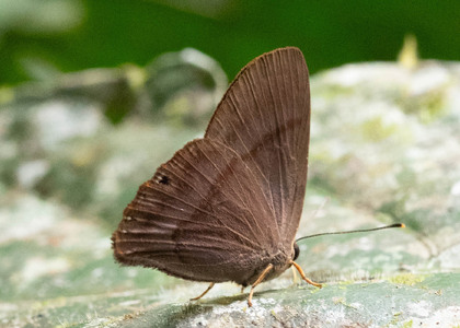 The butterfly Marmessus extensa photographed in Comunidad Apuya,Ecuador