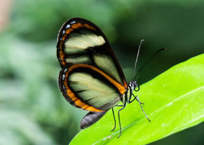 The butterfly Pteronymia vestilla sparsa photographed in Ecuador