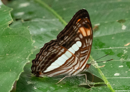 The butterfly Adelpha iphiclus iphiclus photographed in Ecuador