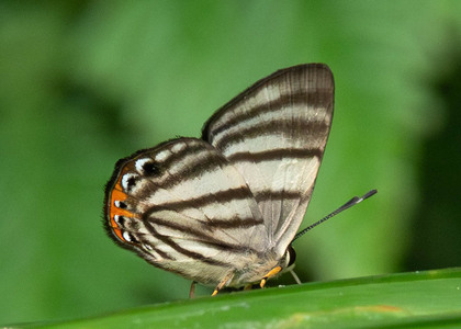 The butterfly Pelolasia hahneli photographed in Ecuador