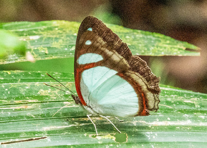 The butterfly Pyrrhogyra crameri nautaca photographed in Comunidad Apuya,Ecuador