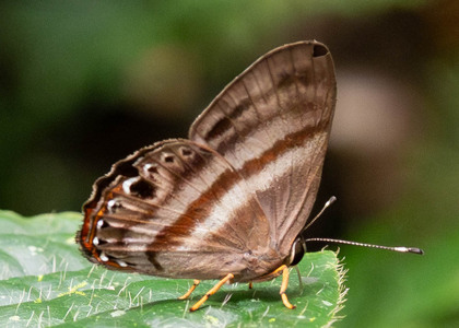 The butterfly Pelolasia melaphaea photographed in Ecuador