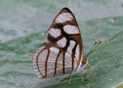 The butterfly Dynamine ines photographed in Ecuador