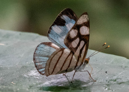 The butterfly Dynamine ines photographed in Ecuador