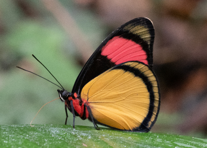The butterfly Batesia hypochlora photographed in Comunidad Apuya, 