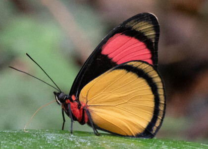 The butterfly Batesia hypochlora photographed in Comunidad Apuya,Ecuador